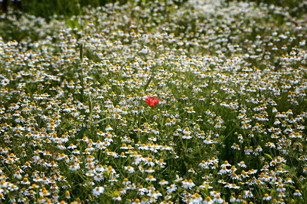 Similar – Mohnblume im Kornfeld Feld