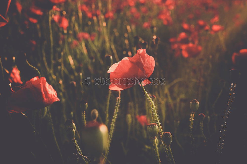 Similar – Image, Stock Photo poppy meadow Summer