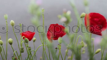 Similar – Image, Stock Photo poppy Nature Plant