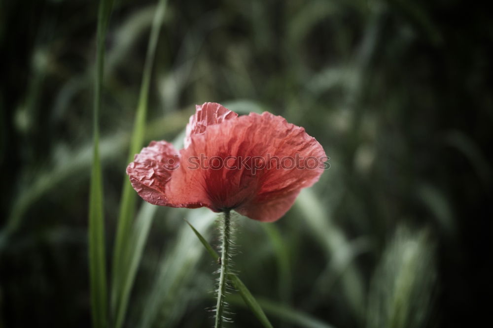 Similar – Image, Stock Photo poppy blossom Poppy Red