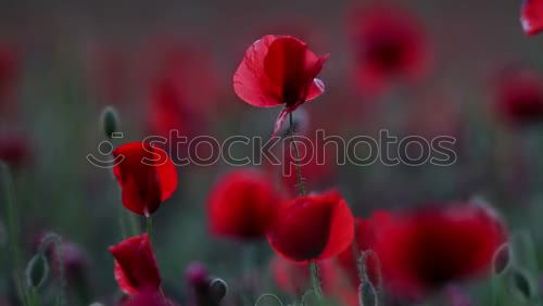 Similar – Foto Bild rotes Wunder 2 Mohn