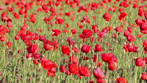 Image, Stock Photo corn poppy Poppy Flower