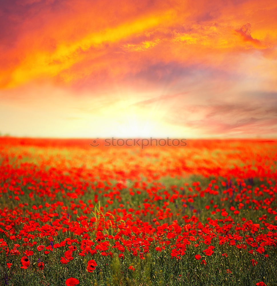 Similar – Image, Stock Photo poppy seed, poppy seed, poppy seed…