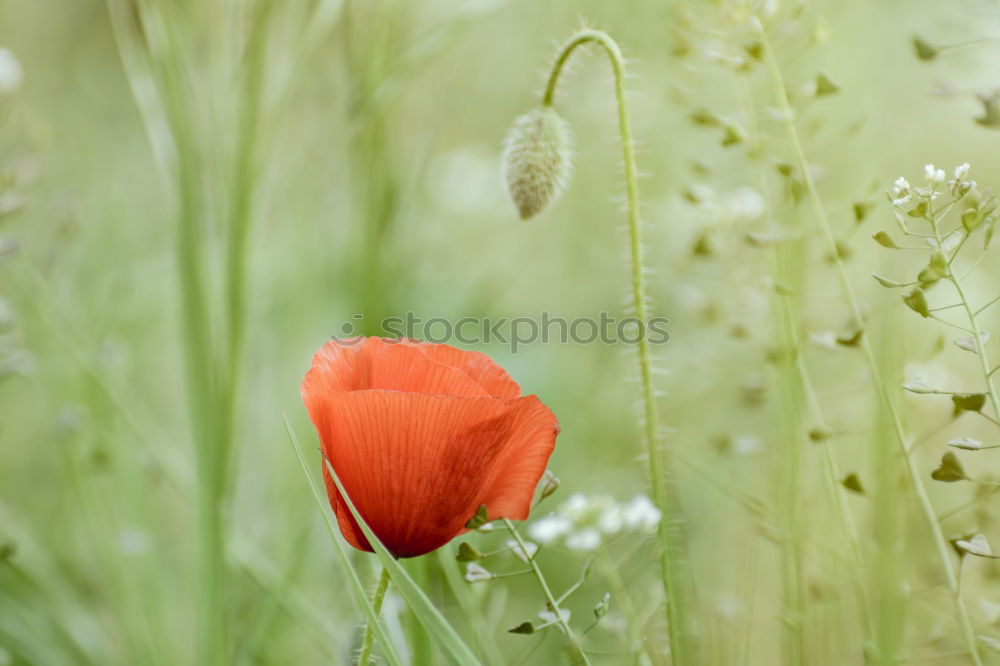 Similar – Flowering red poppy in the garden