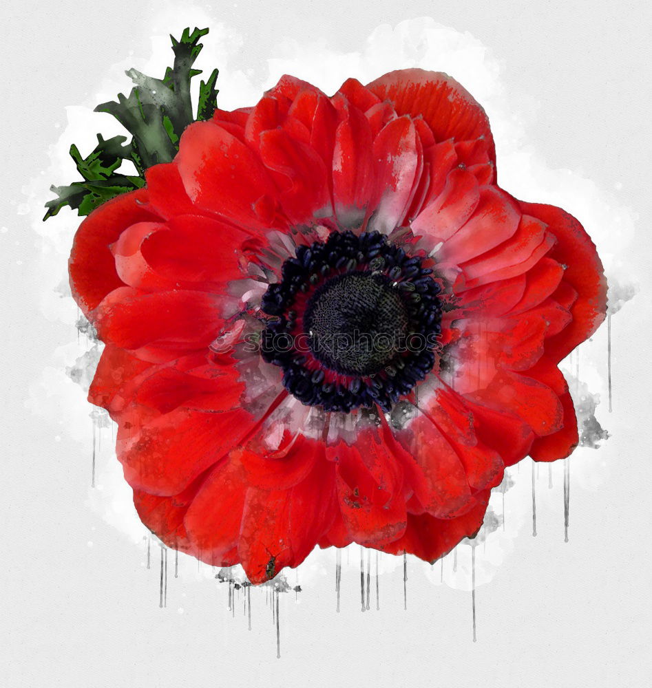 Similar – Image, Stock Photo Turkish; poppy seed; papaver; oriental;