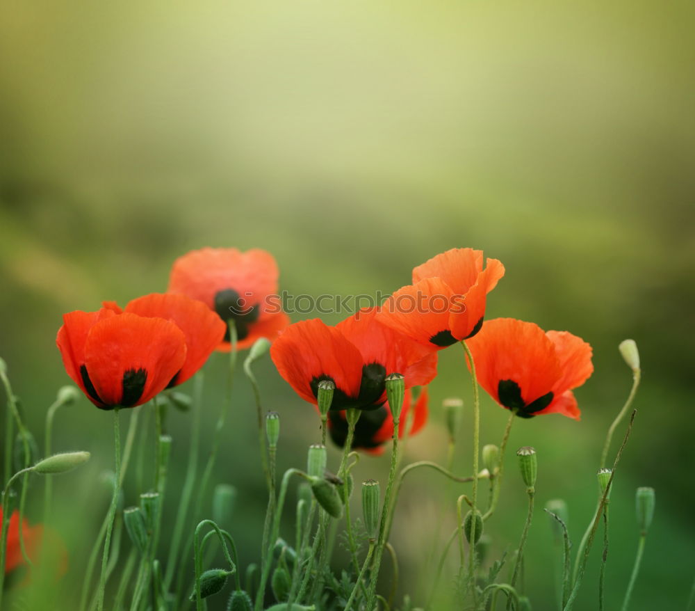 Similar – poppy field Environment