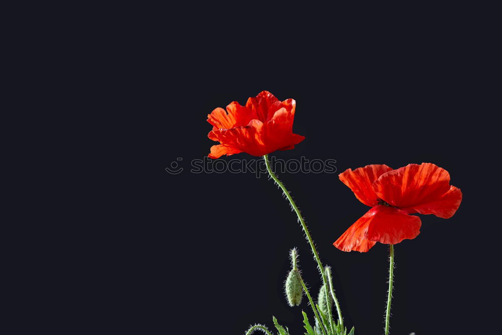 Similar – Turkish; poppy seed; papaver; oriental;