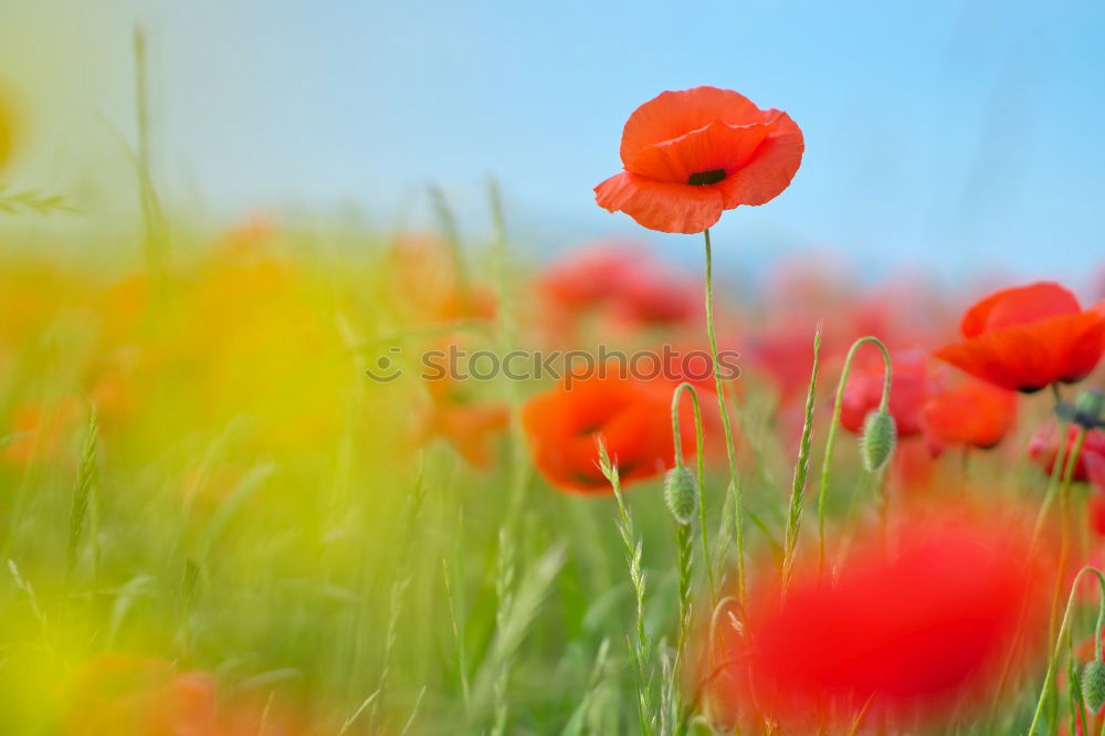 Similar – #A# Poppy Field II