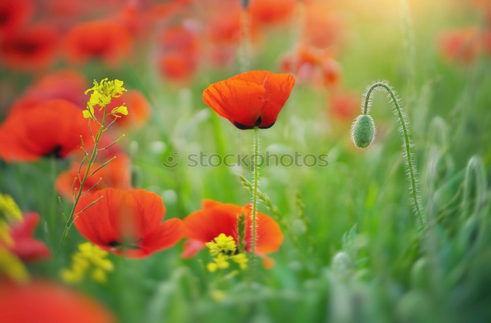 Similar – #A# Poppy Field II