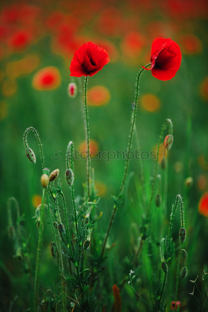 Similar – Wiesenzappler rot Härchen