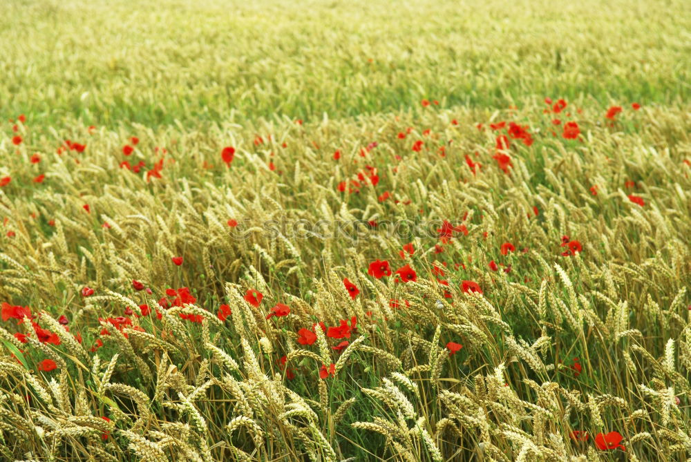 Similar – Anders Mohn Feld Sommer