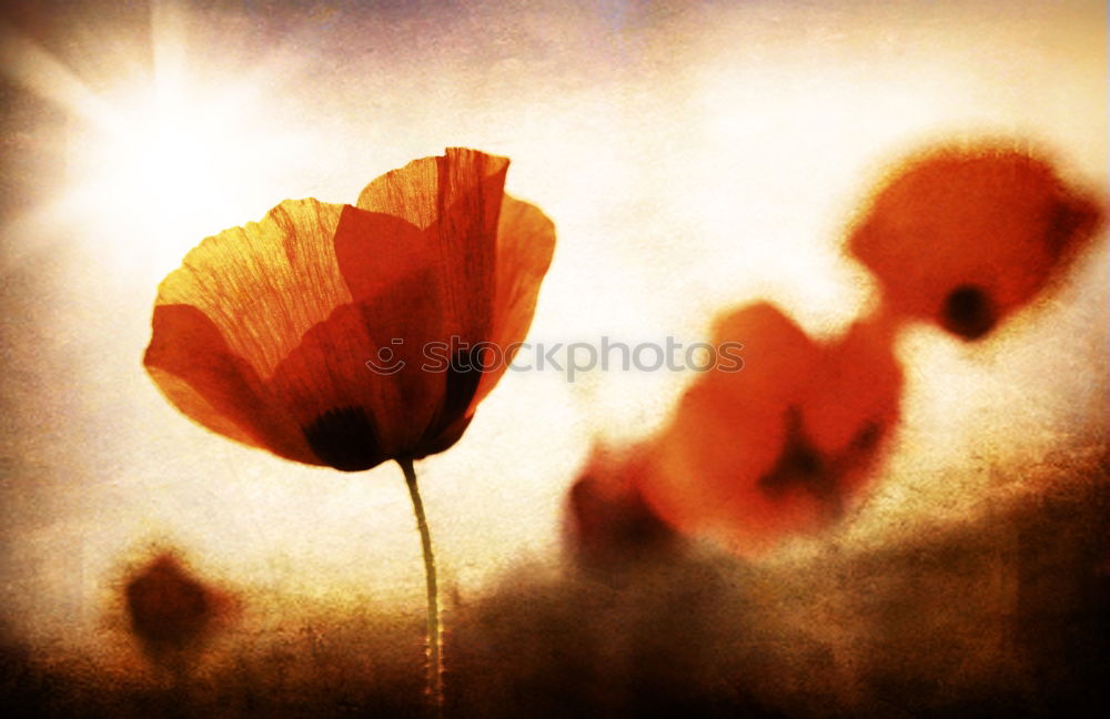 Similar – poppy frenzy Art