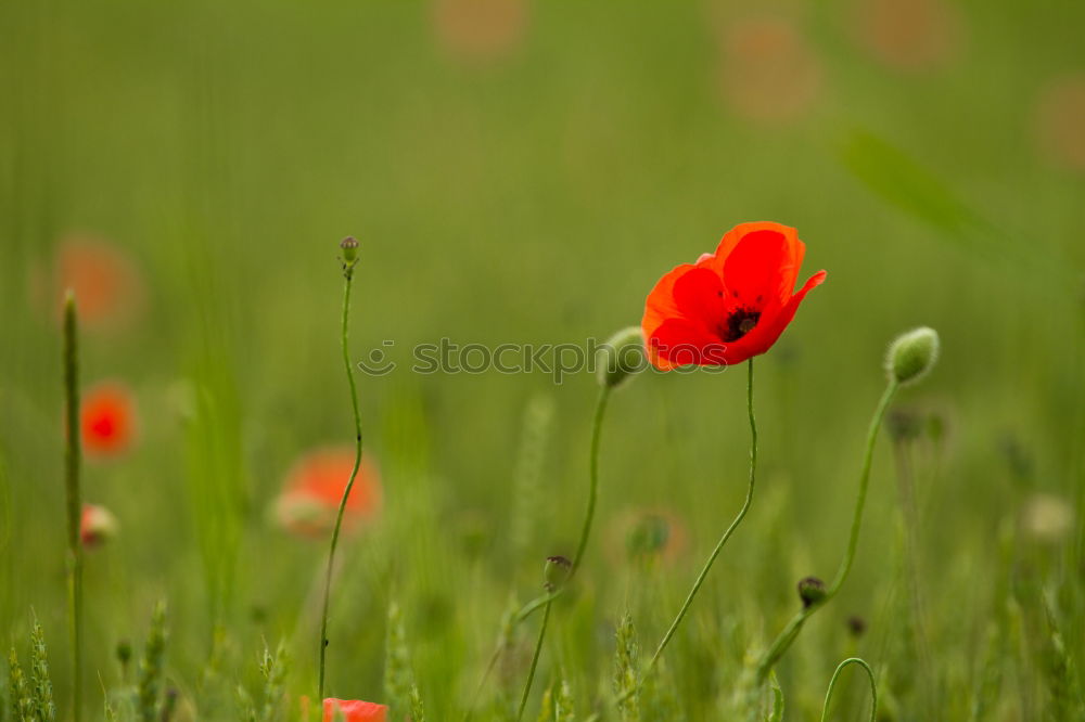 Similar – Image, Stock Photo single red poppy in the middle of a juicy green wheat field