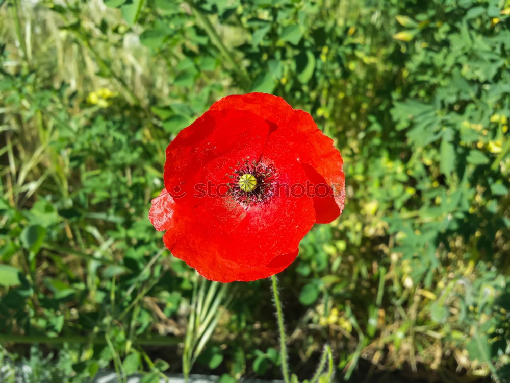 Similar – Image, Stock Photo last Flower Red Green