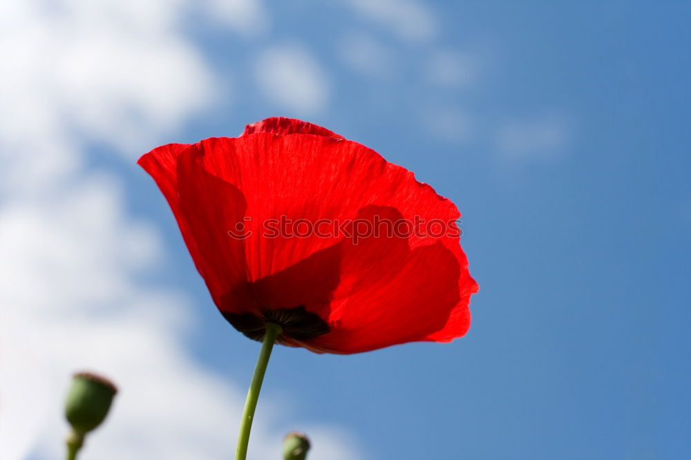 Similar – Red-Blue Flower Blossom