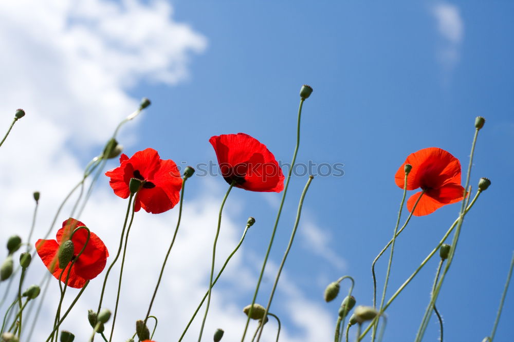 Similar – im mohnblumenfeld Mohn rot