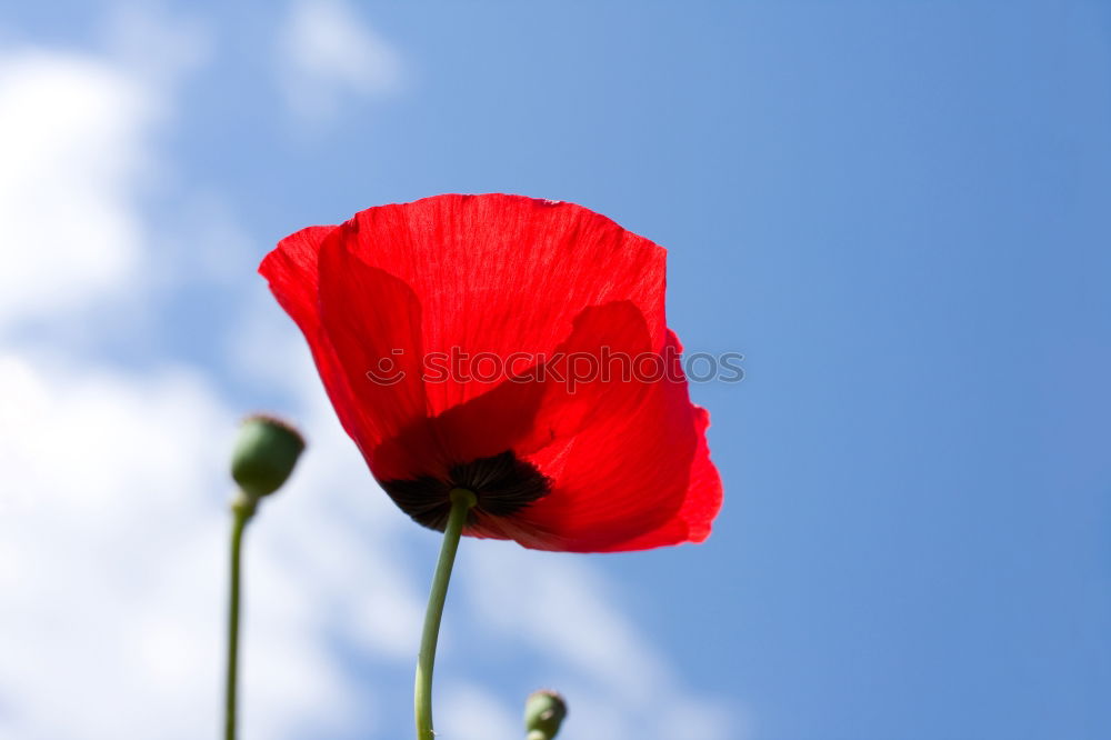 Similar – Image, Stock Photo poppy in the wind