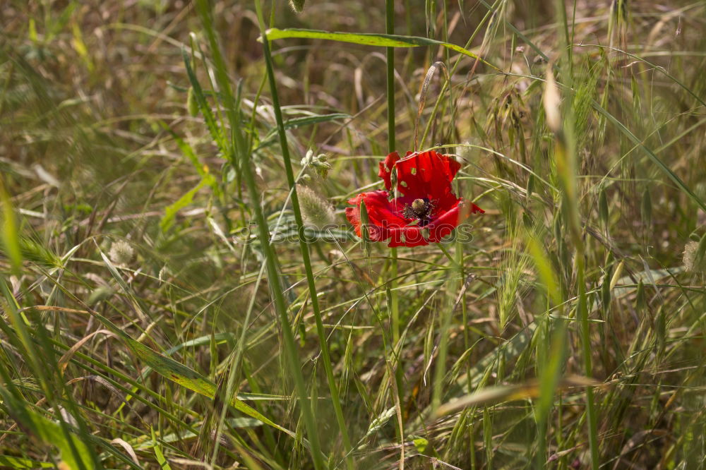 Similar – Image, Stock Photo last Flower Red Green