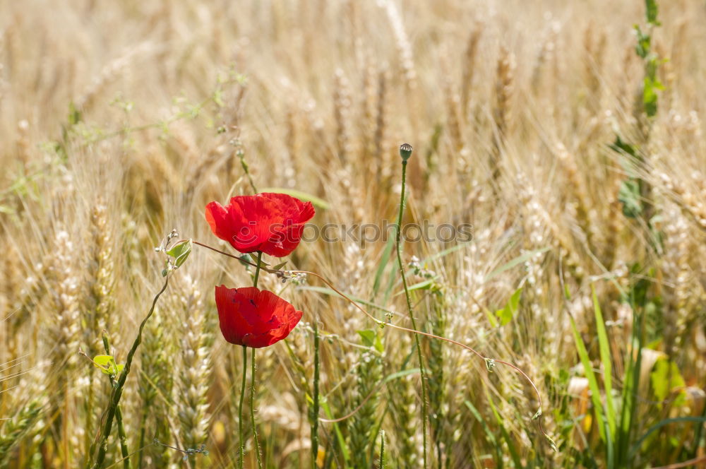 Similar – Anders Mohn Feld Sommer