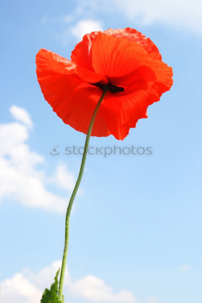 Similar – Image, Stock Photo poppy flower Summer