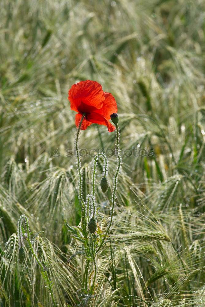 Similar – Anders Mohn Feld Sommer