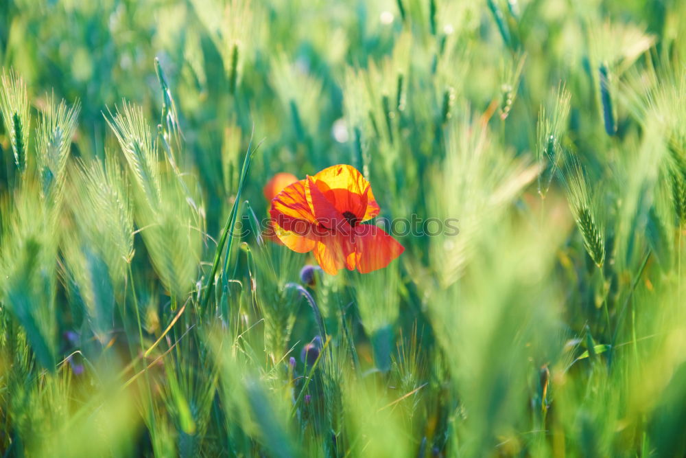 Similar – Image, Stock Photo single red poppy in the middle of a juicy green wheat field