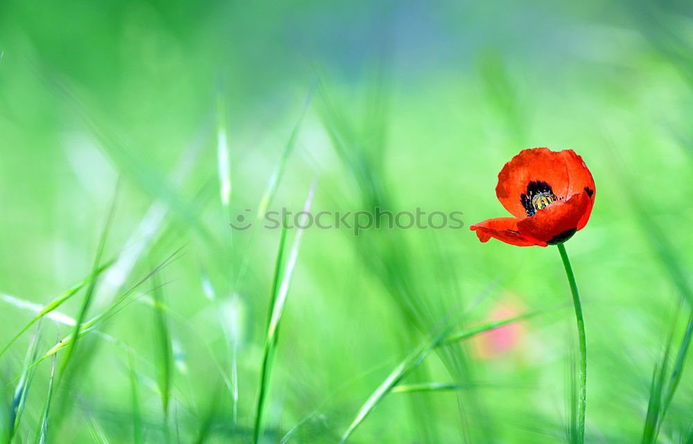 Foto Bild Gegensätze Blume Mohn