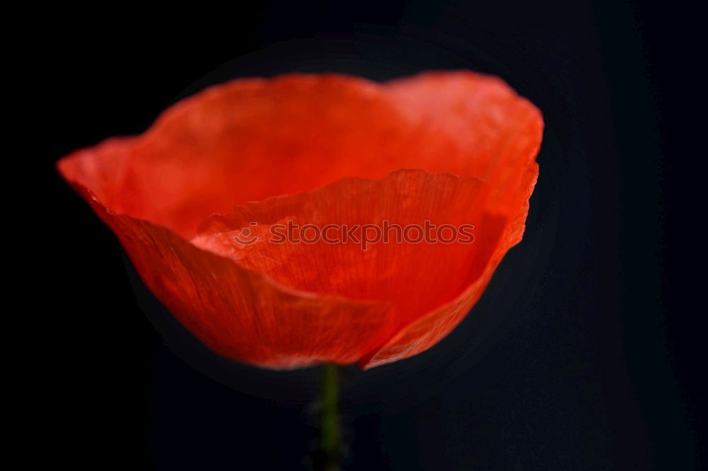 Similar – Image, Stock Photo Turkish, poppy, papaver, oriental,