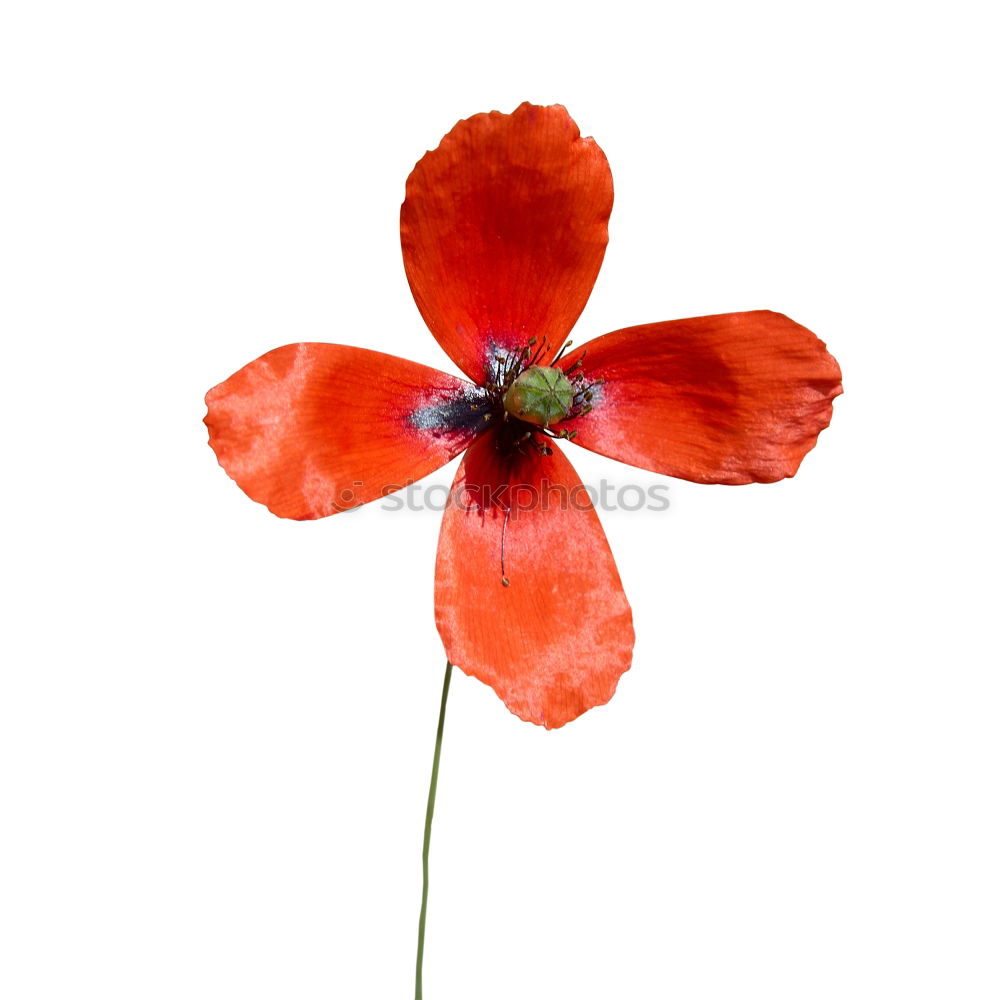 Similar – poppy day Colour photo