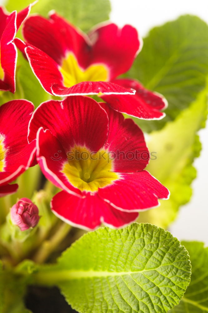 Similar – Yellow primroses on red wooden table