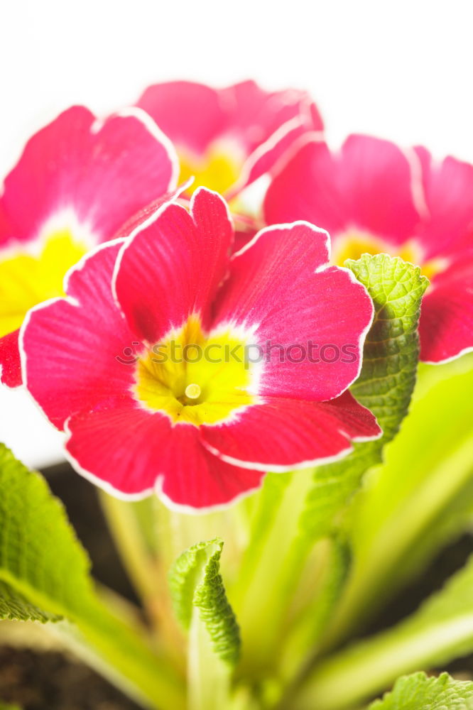 Similar – Pink primroses on red wooden table