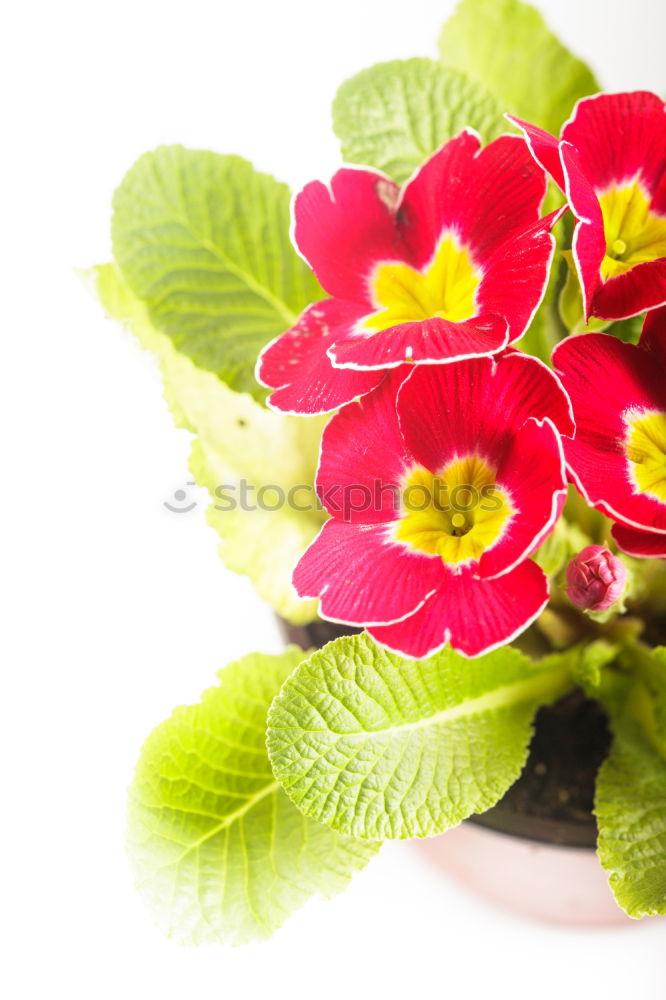 Similar – Pink primroses on red wooden table