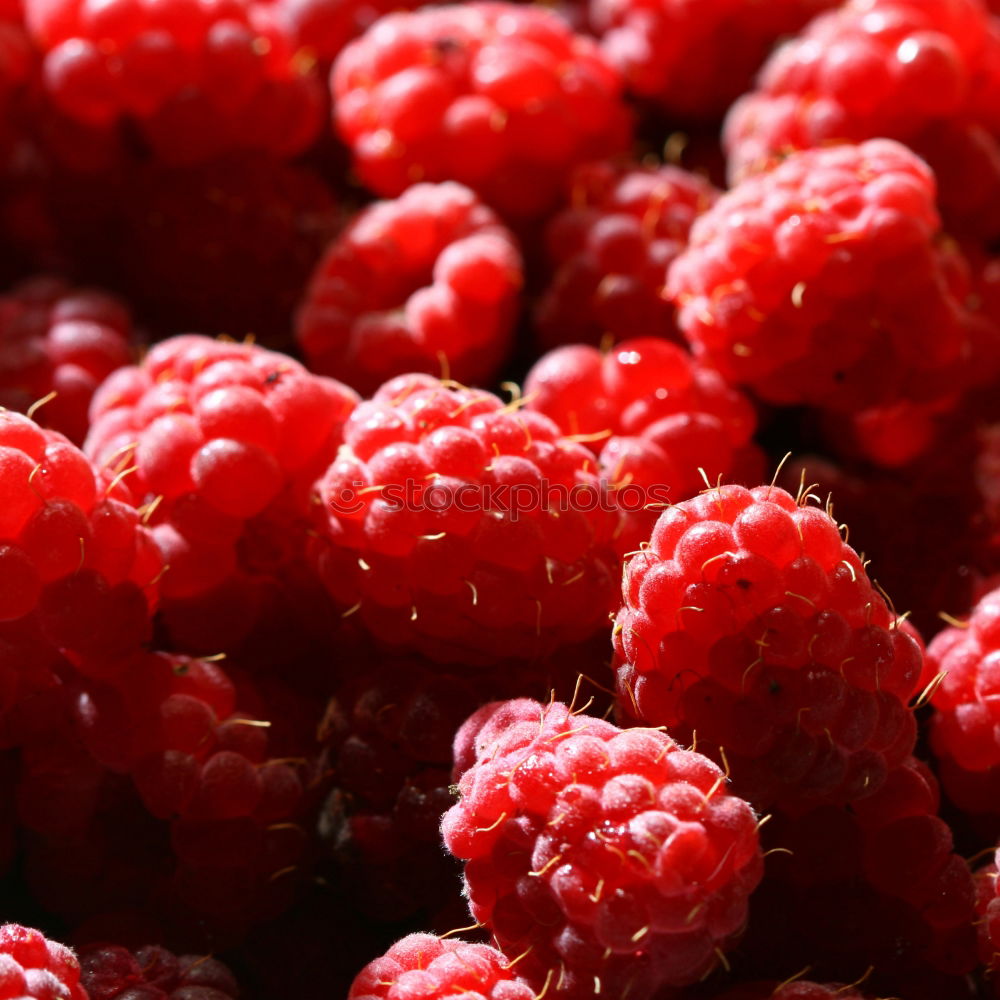 Similar – Himbeeren Lebensmittel