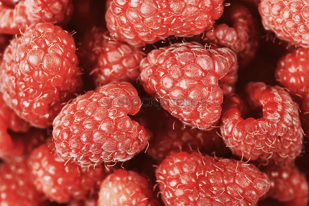 Similar – Himbeeren Lebensmittel