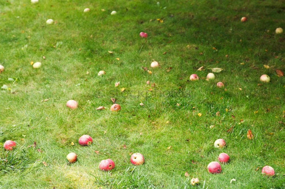 Image, Stock Photo scattered fruit Fruit