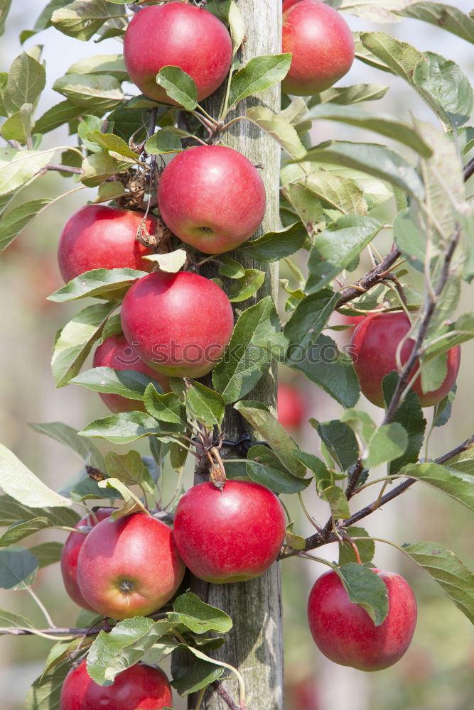 Similar – Image, Stock Photo Mirabelle plums VI Food