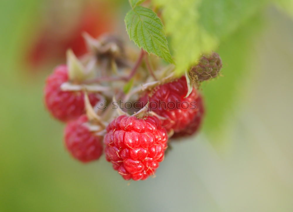 Similar – Image, Stock Photo berries Food Fruit