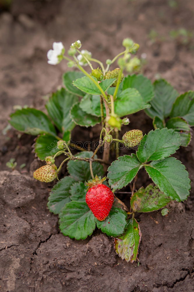 Similar – Image, Stock Photo Flowers, root, soil and old hand shovel