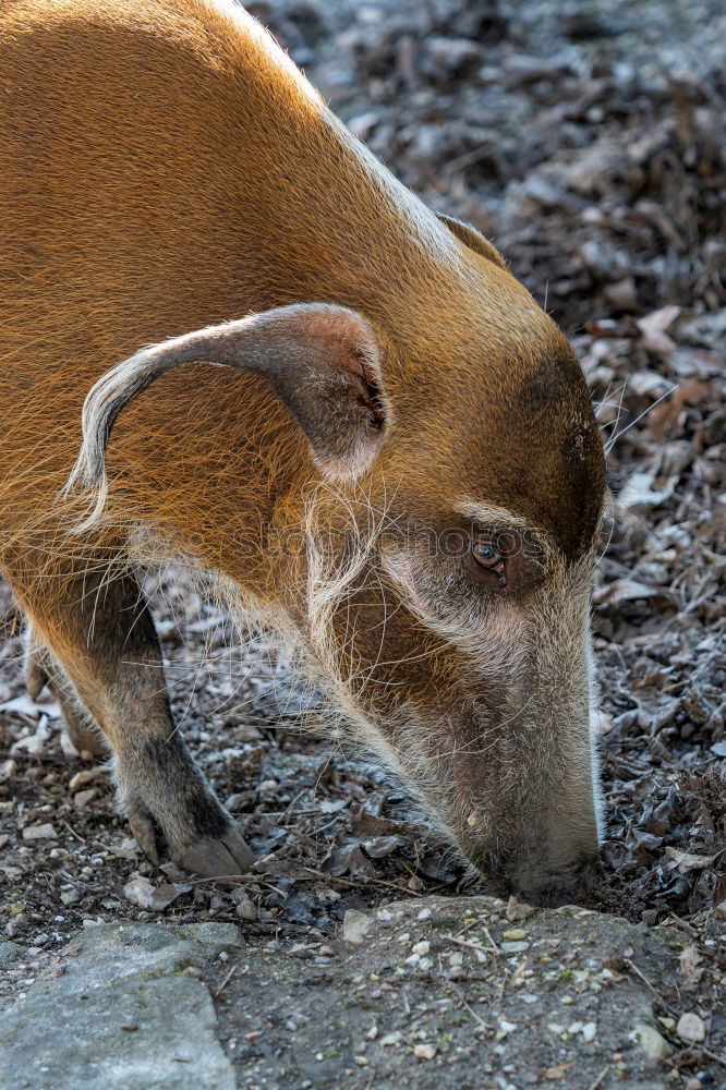 Similar – Image, Stock Photo huge wild boar coming towards the camera