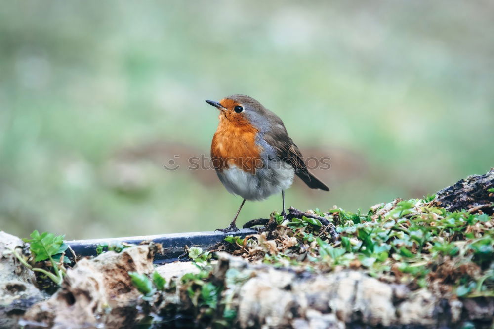 Similar – Robin sitting in a leafless bush