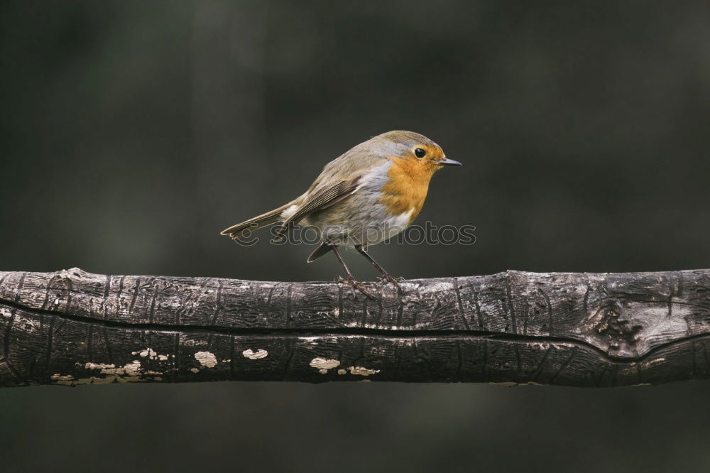 Similar – Rotkehlchen Winter Natur