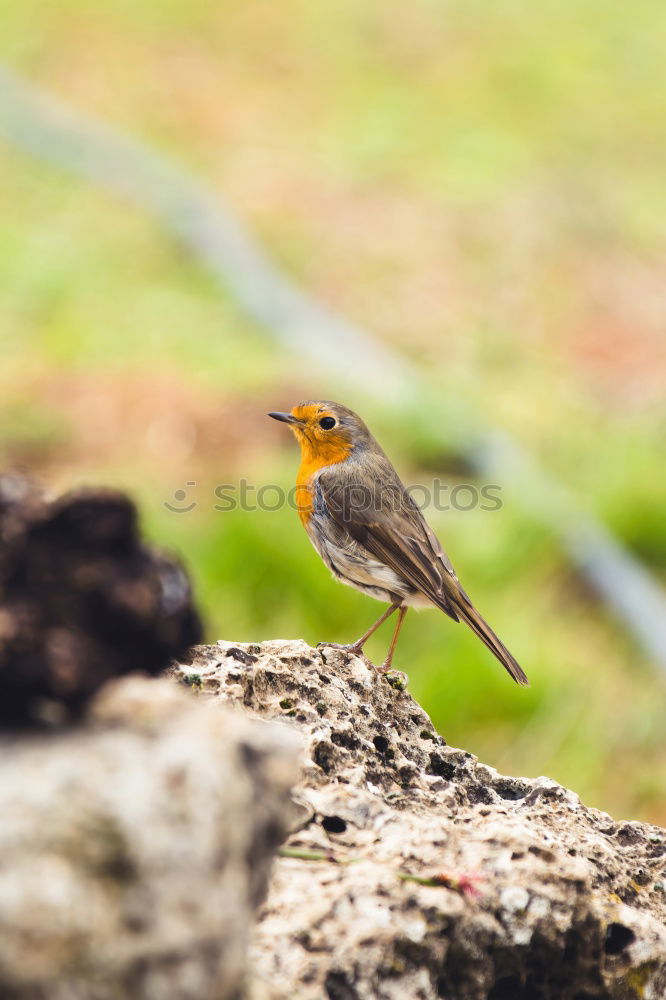 Similar – robin Animal Wild animal