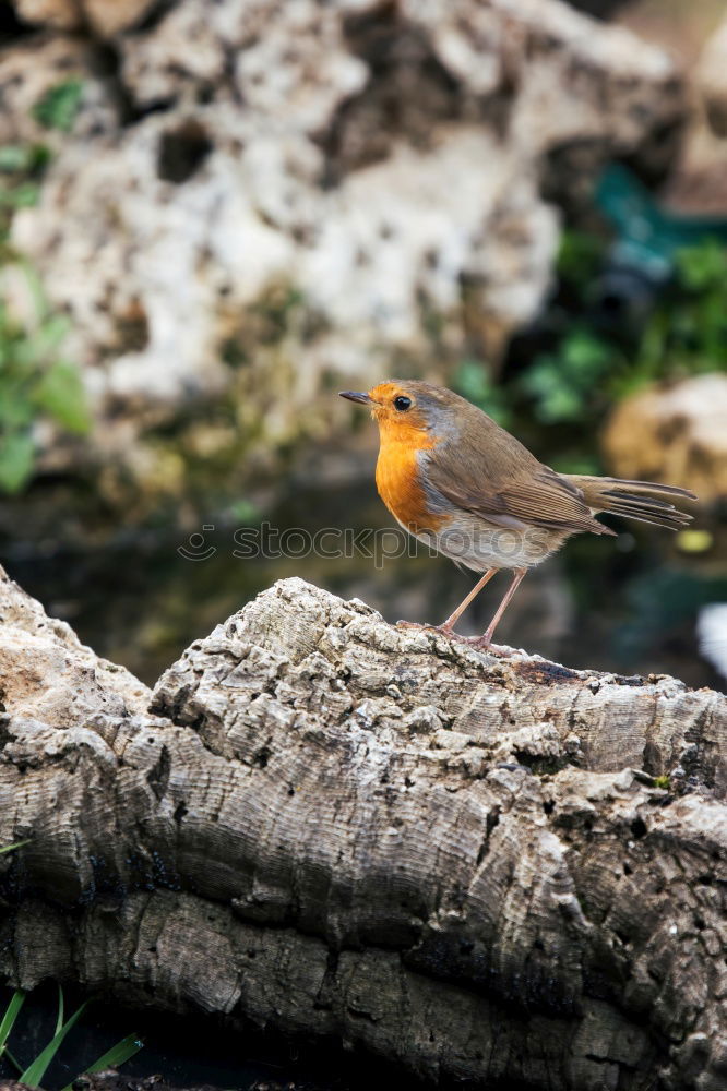 Similar – Attentive robin on tree stump in forest