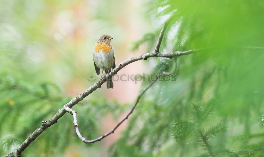 Similar – Foto Bild Frühlingsbote Natur Sommer