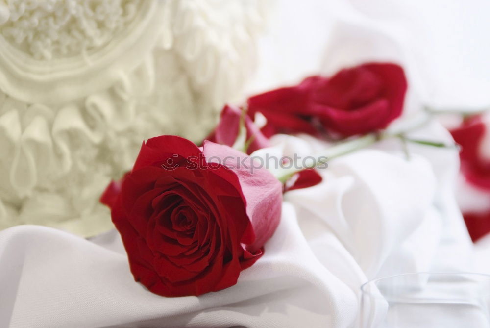 Red roses flowers, petals and hearts