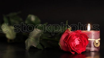 Similar – Image, Stock Photo roses Flower Rose