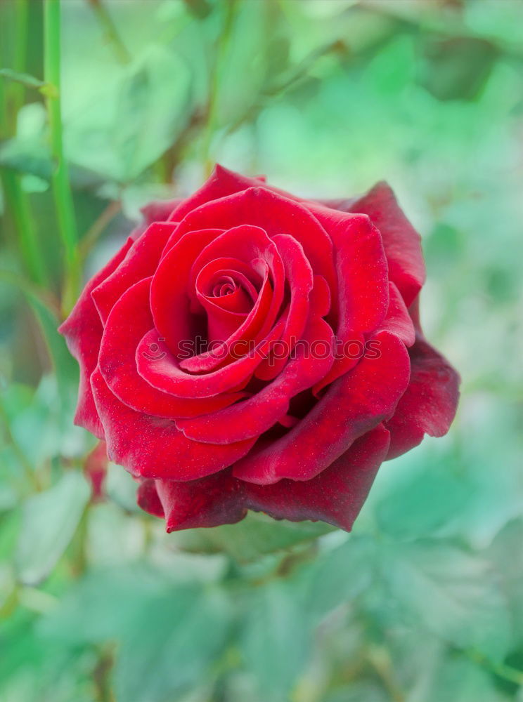 Similar – Image, Stock Photo A rose wants to bloom pink