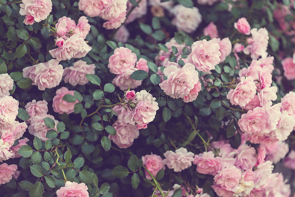 Similar – Image, Stock Photo Resignation Nature Plant