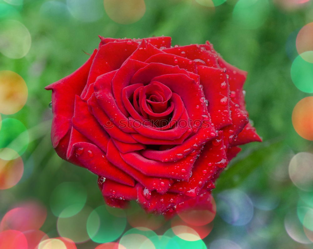 Image, Stock Photo A rose wants to bloom pink