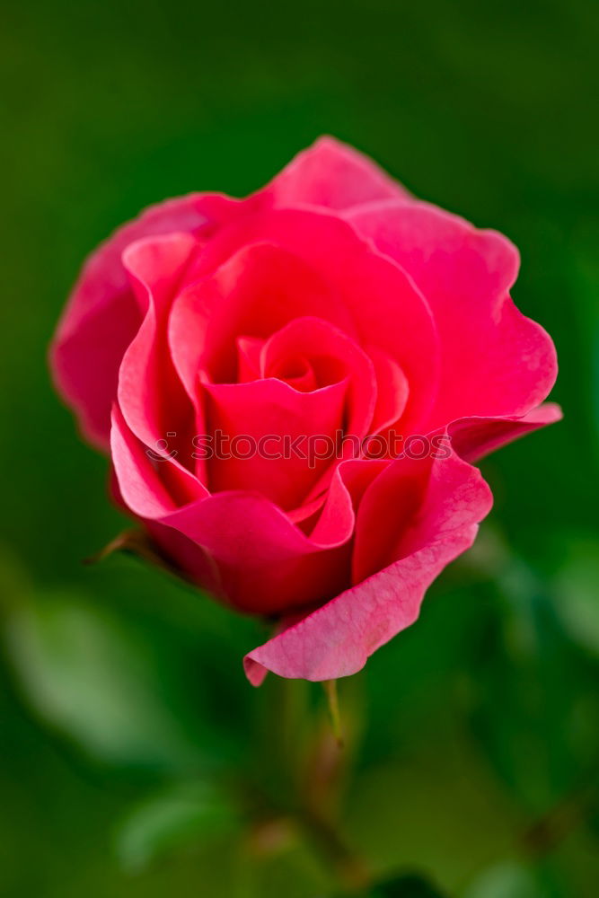 Similar – Image, Stock Photo A rose wants to bloom pink